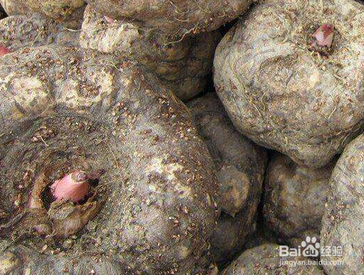 关于魔芋的种植方法