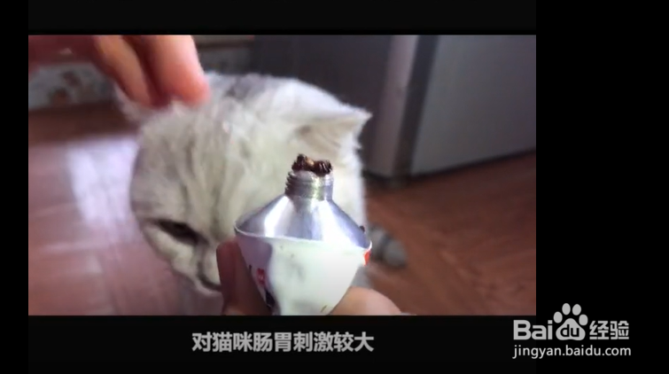 猫咪驱虫前应该注意哪些事项