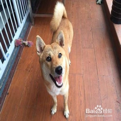 柴犬不喜欢上厕所怎么办