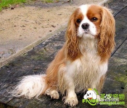 查理王猎犬的性格有什么表现及日常的梳理