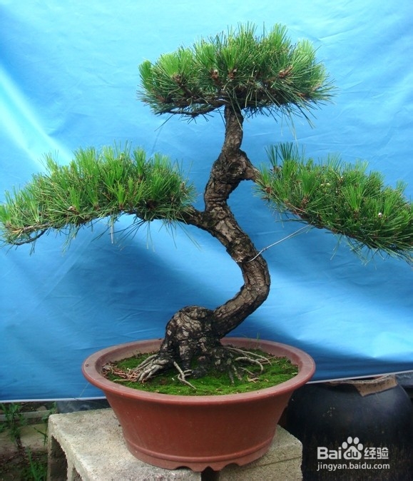 盆景树柱布局技巧