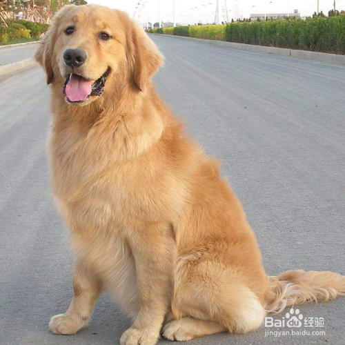 “暖男”金毛犬是怎么养的?