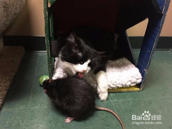 不可思议的友谊，这只老鼠竟然和猫成了好朋友！