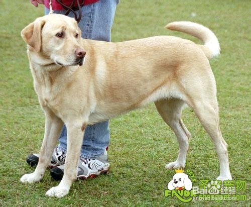 拉不拉多－细心保护髋关节