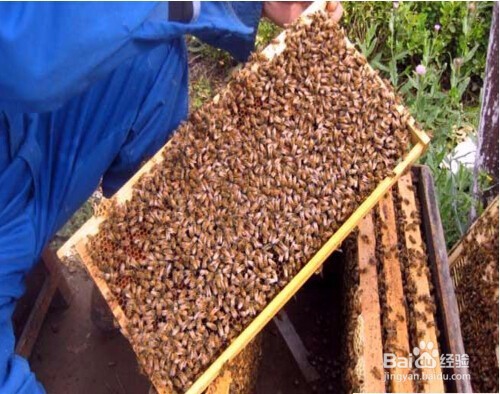 养蜜蜂,如何让蜂王不走?