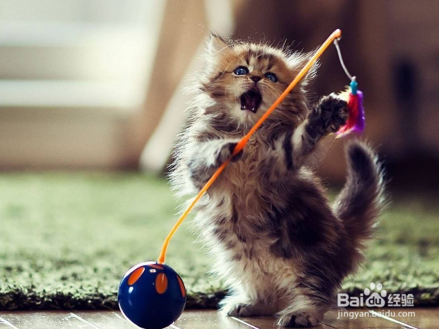 猫咪死了该怎么处理?