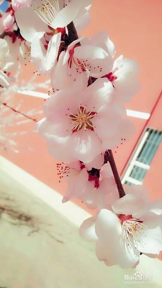 早春时节可以干嘛呢？