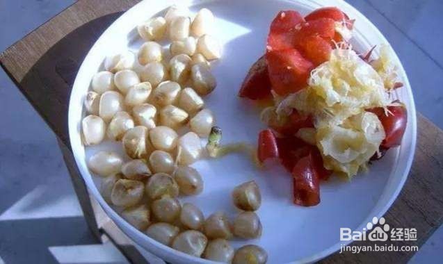 年后君子兰结果子,1个小技巧变成君子兰大户!