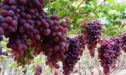 这些食物你可千万不要再喂狗狗了