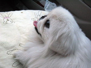 怎么知道狗狗生病了