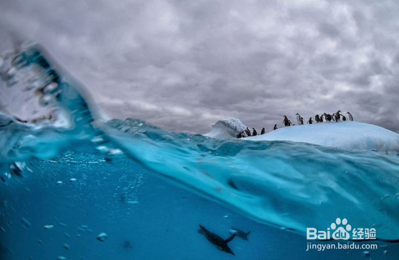美摄影师冰冷海水中拍摄企鹅跳水