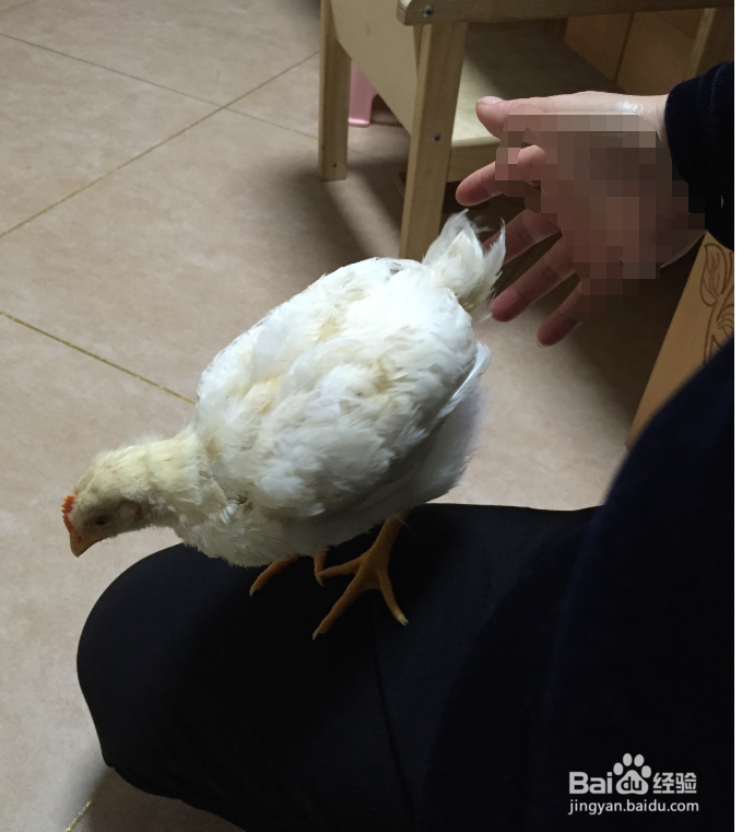 我的简单养宠物小鸡经验