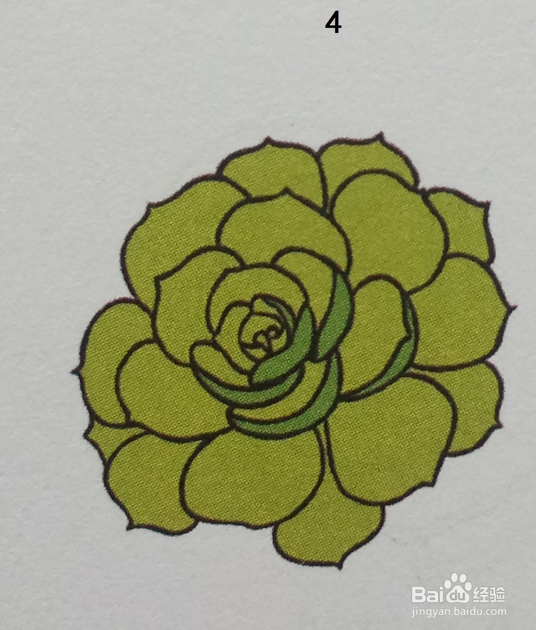 利用黄绿色画山地玫瑰的简笔画