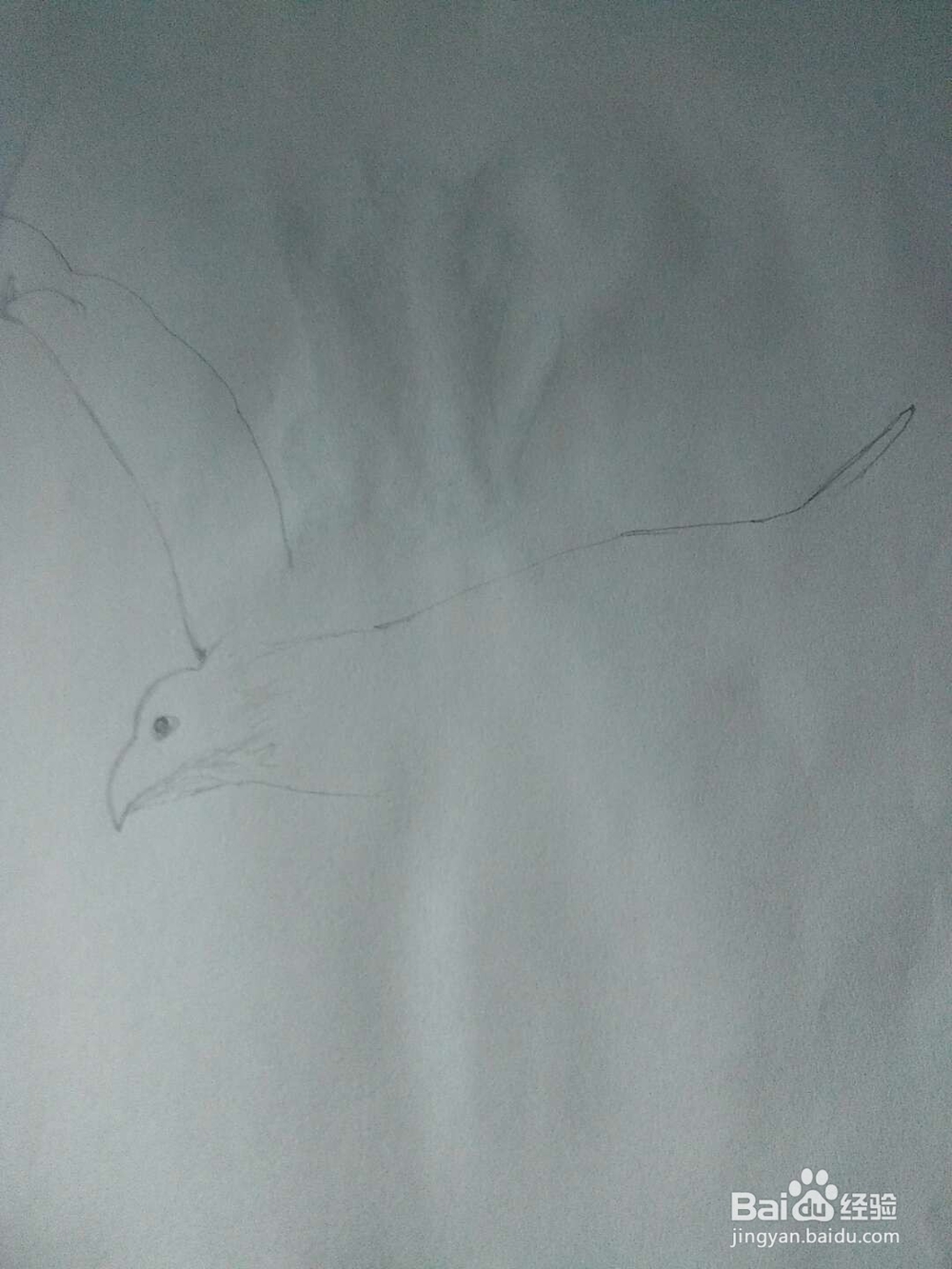 大鹏展翅的画法