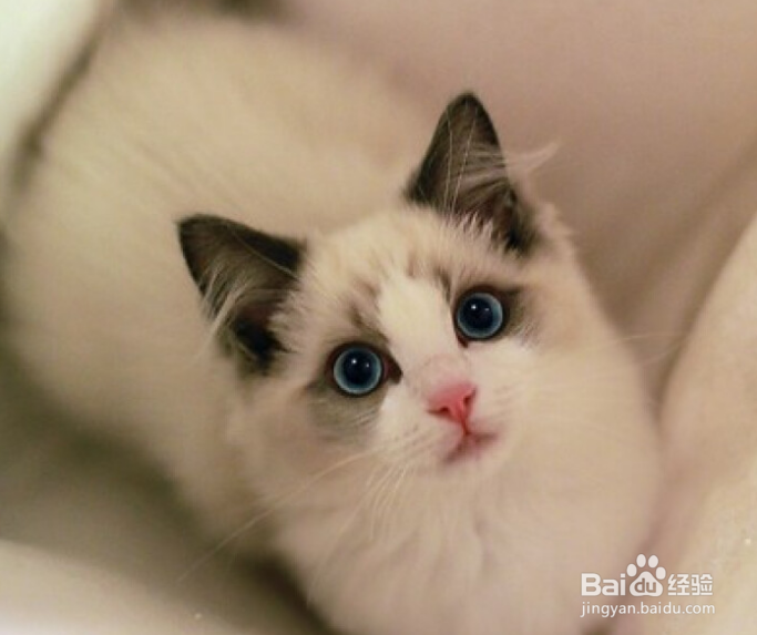 淘宝拍猫猫赢喵币攻略