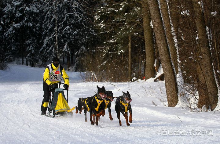猜一猜:名犬“哈士奇