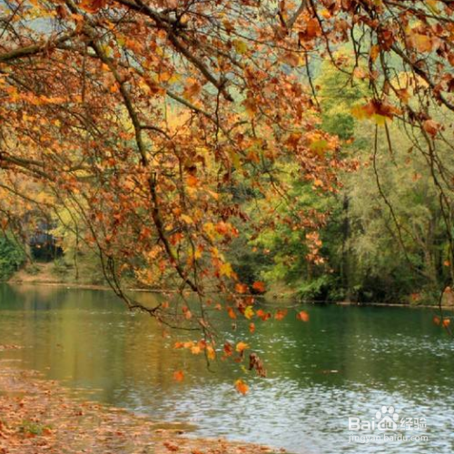 梧桐的培育方法和注意事项