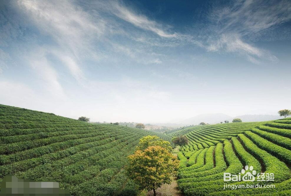 茶叶如何结合旅游