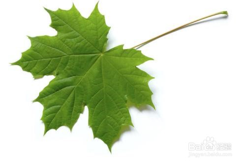 怎样保存树叶才不枯萎