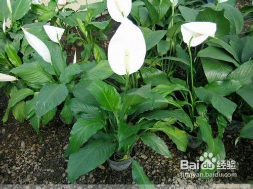 一帆风顺的养殖方法和注意事项