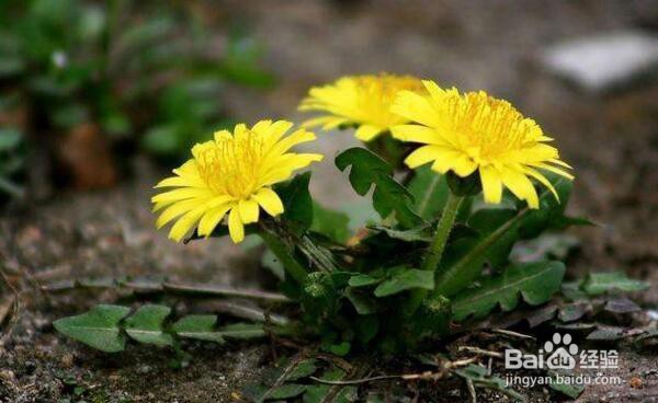 蒲公英播种的方法