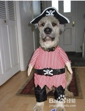 日清装的狗粮是什么意思