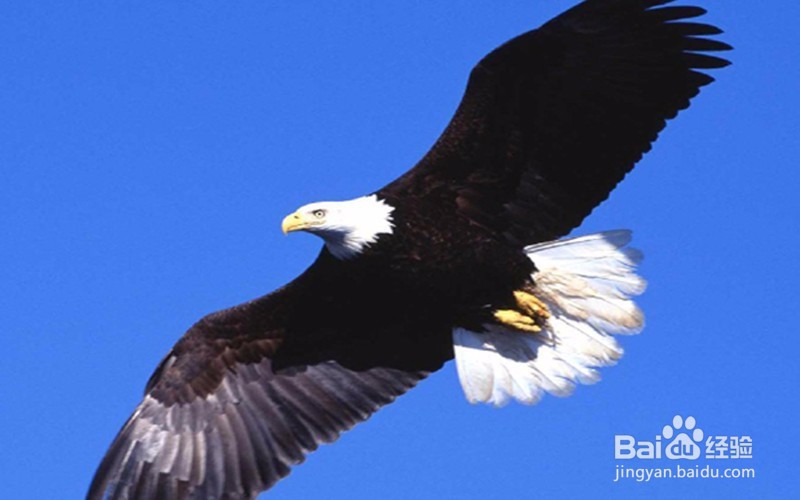 网店天猫淘宝客服如何提高转化