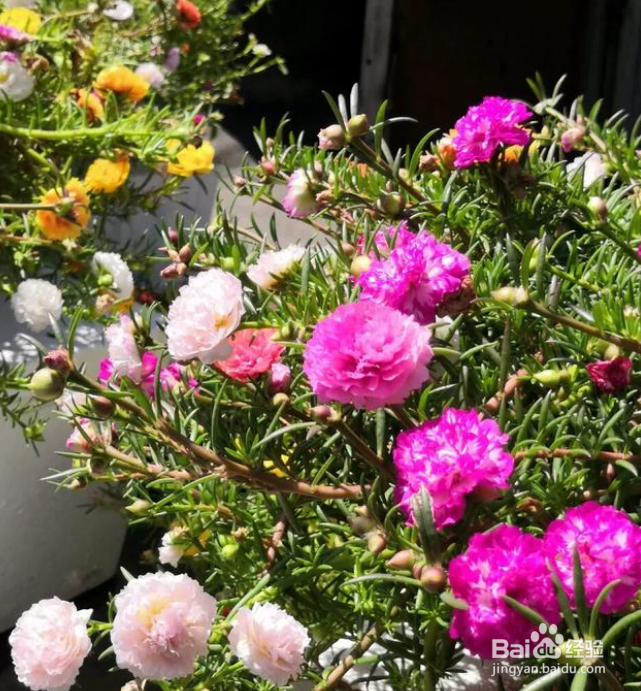 北方地区哪些花卉自播能力比较强？