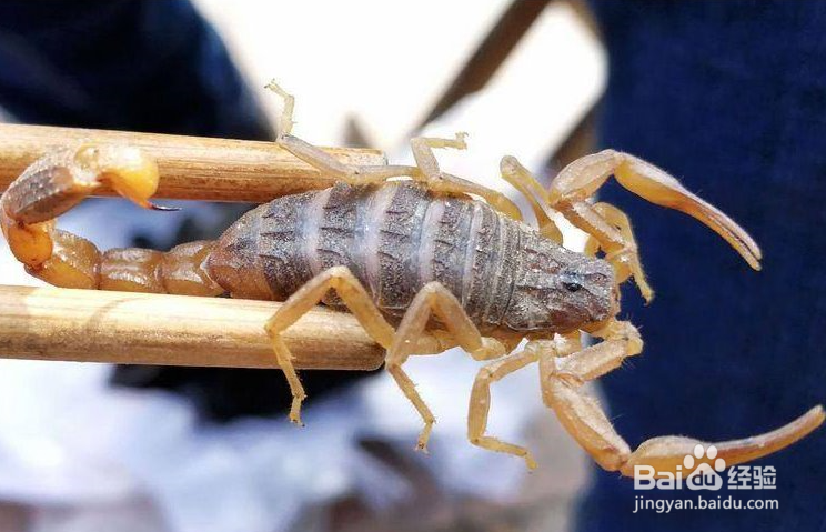 蝎子泡酒的功效与作用及食用方法