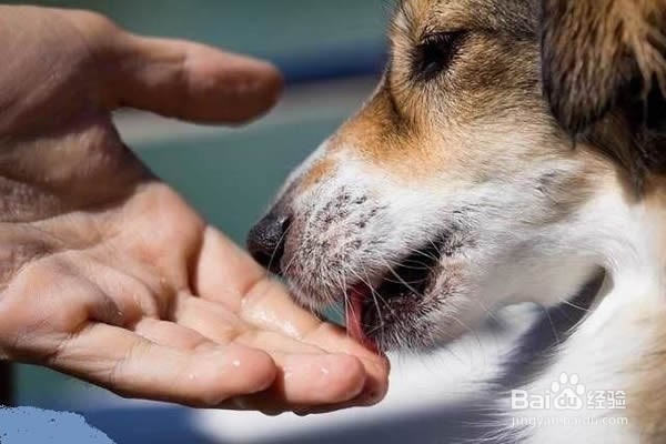 狗狗舔人的六大原因