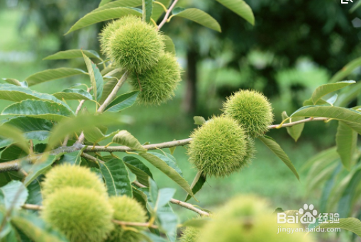 板栗功效与作用