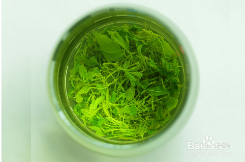 绞股蓝泡水喝的功效与作用及食用方法