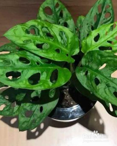 常绿草本植物猫眼竹芋如何养殖？