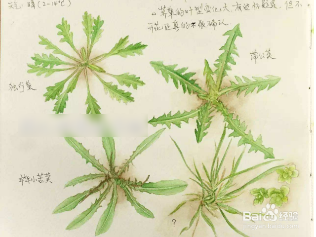 独行菜和荠菜有什么不同吗