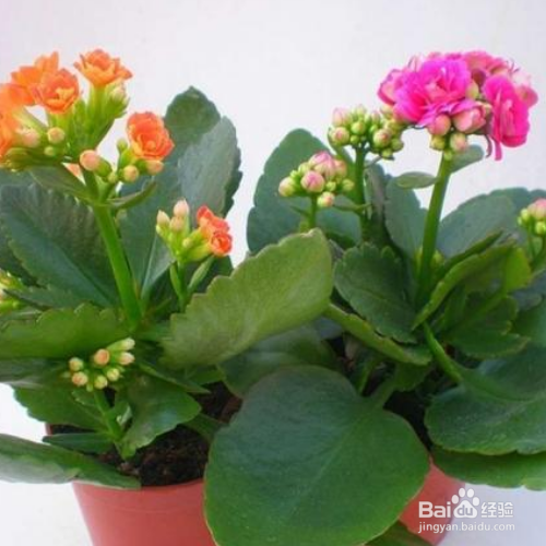 长寿花不开花怎么办？