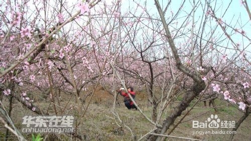 清明节你不知道的事