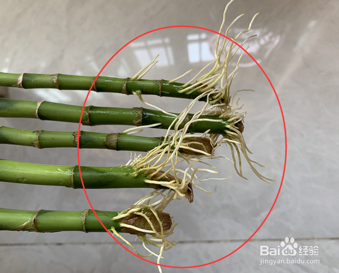 富贵竹应该如何养护