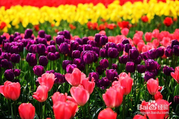 不宜摆放在家里的10种花草植物