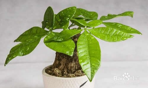 招财树的养殖方法修剪
