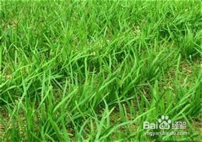 适合春季养生食用的粥：[2]