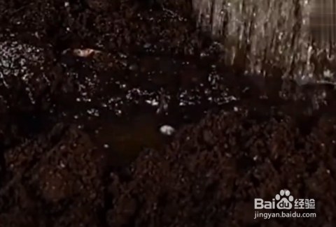 怎样在家种植芦荟、西红柿和黄瓜