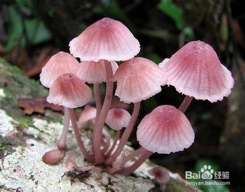 如何鉴别蘑菇有毒