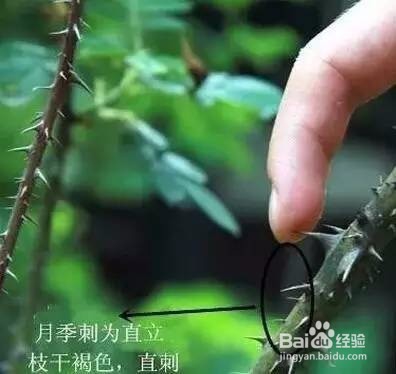 送本公主这么多年月季，你充什么玫瑰~！