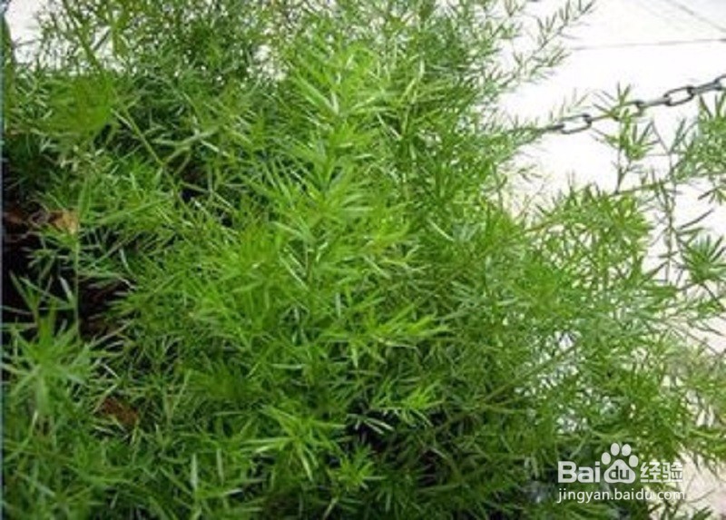 想知道我与天门冬的奇缘吗