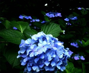 绣球花怎样保养