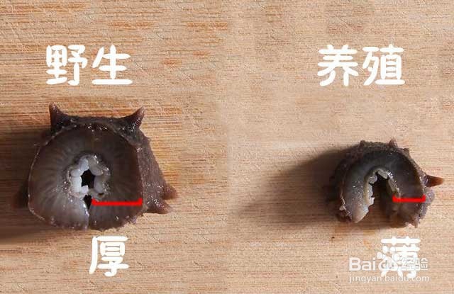 如何辨别海参的好坏