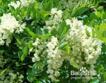 2016年有毒花卉集合2?