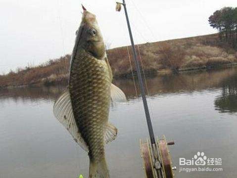 野钓鲫鱼的关键技巧 野外如何钓鲫鱼