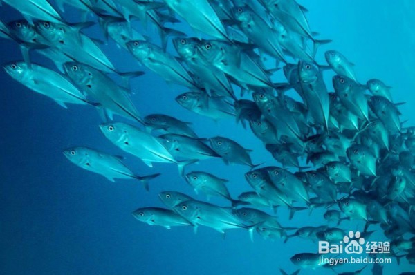 水库钓鱼小罗非太多怎么办