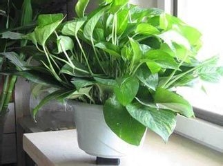 水培花卉之绿萝